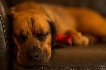 Hund säugetier wirbeltier
 canidae
 Foto