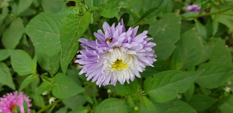 Fiore viola natura coccinella