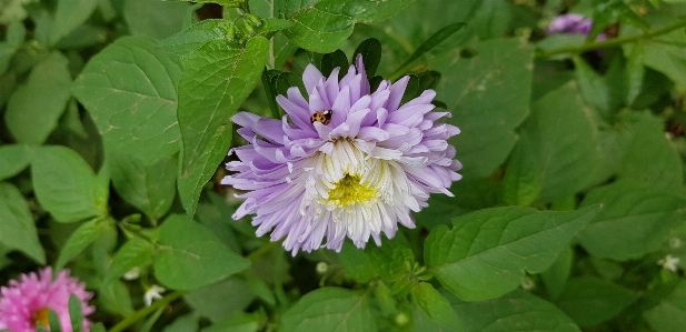 Photo Fleur violet nature coccinelle