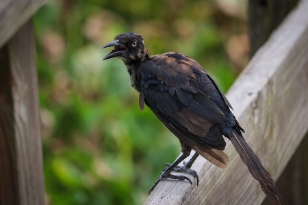 Bird boardwalk grass nature Photo