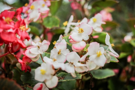 Flowers garden texas summer Photo