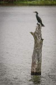 Bird tree bayou nature Photo