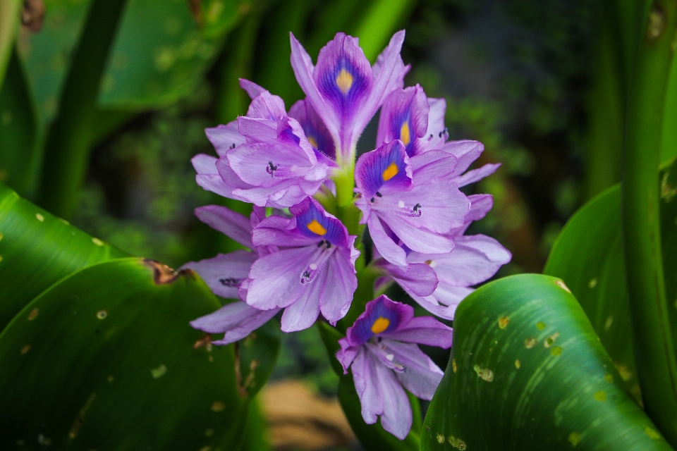 Flor natureza pântano
 zona úmida