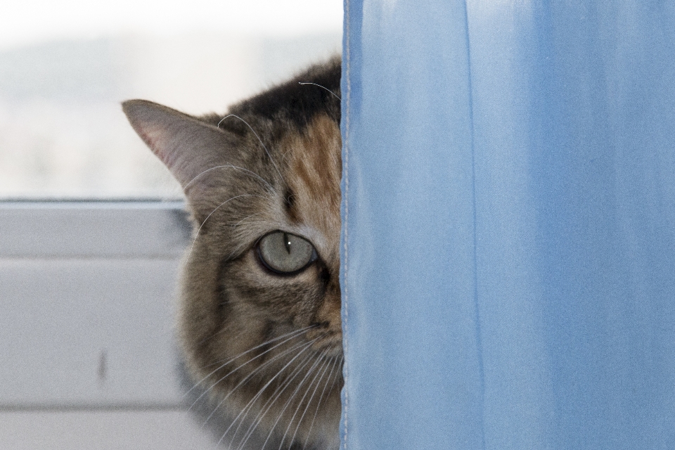 Cat peeping pet mammal