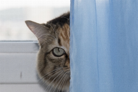 Foto Gato espiando
 bicho de estimação mamífero