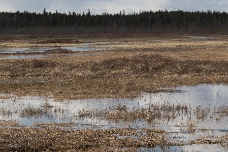 Forest field water grass Photo