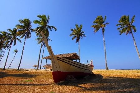 Tree beach water transportation palm Photo