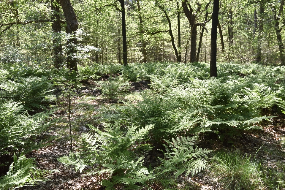 Limburgo
 vegetación bosque bosques de coníferas tropicales y subtropicales
