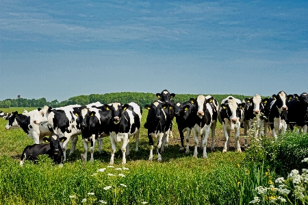 Du
 milchkuh
 rinder-
 herde Foto