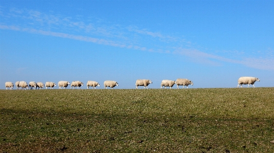 Foto Domba
 padang rumput
 domba langit