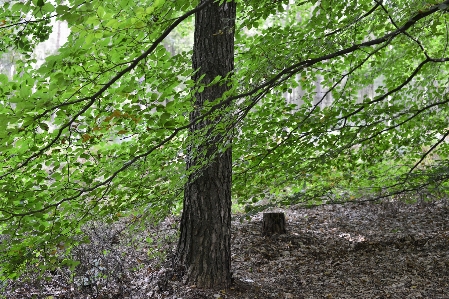 Natural tree nature reserve Photo