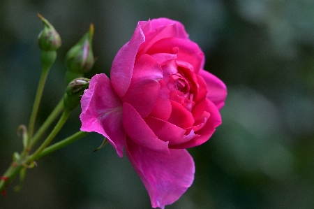 Bloemen flower flowering plant petal Photo