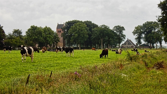 Boerderij pasture grazing bovine Photo