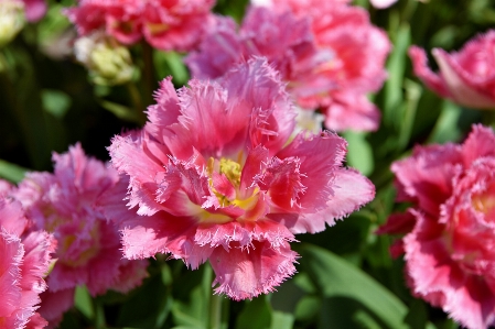 フラワーズ
 花 開花植物
 花弁 写真