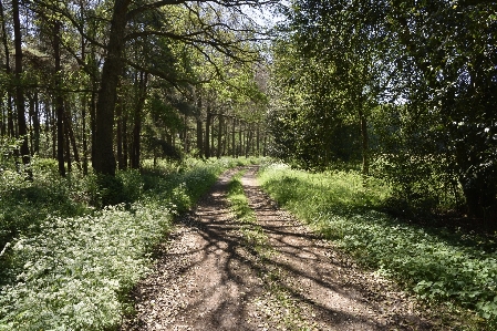 Natural landscape trail tree Photo