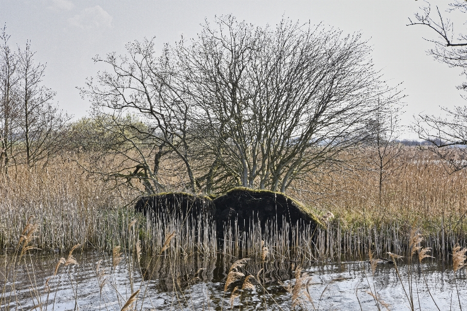 Congelare
 albero paesaggio naturale
 ambiente