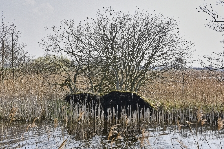 Fryslan tree natural landscape environment Photo