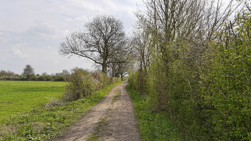 Pieterpad tree natural landscape grass