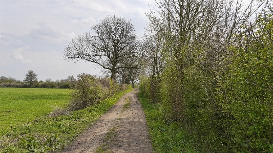 Pieterpad tree natural landscape grass Photo