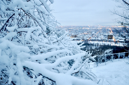 雪 冬 木 凍結 写真