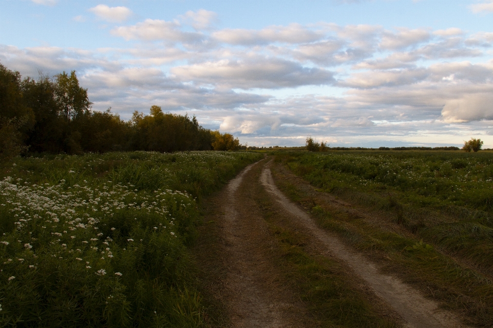 Meadow field grass sky