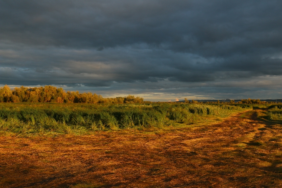 Meadow field grass sky