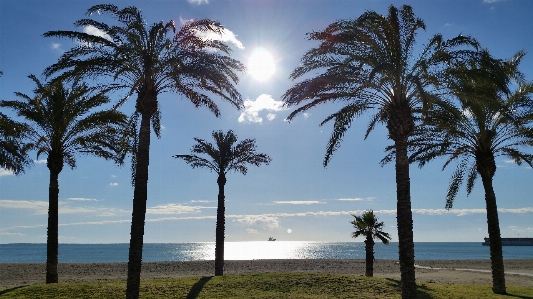 Natural tree sky palm Photo