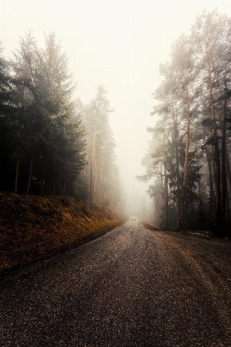 Natürliche landschaft
 atmosphärisches phänomen
 nebel natur