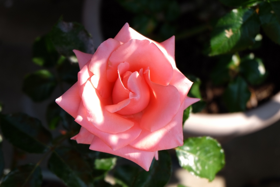 Rosa mattina fiore pianta fiorita
