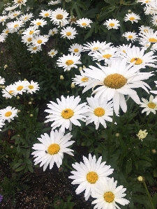 Photo Fleurs sombre les abeilles vert