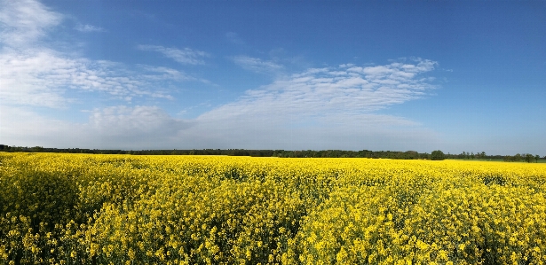 Foto Langit awan rapeseed bidang