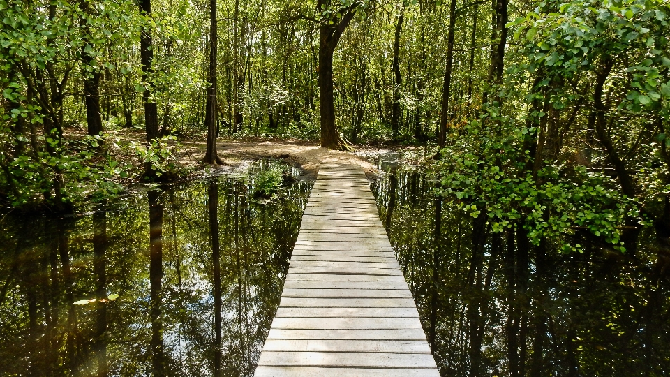 自然 自然の風景
 木 自然保護区
