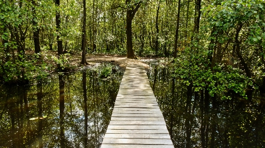 Natural landscape tree nature Photo