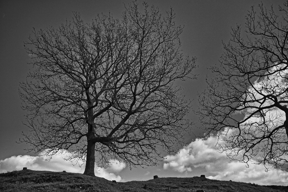 Baum himmel zweig natur