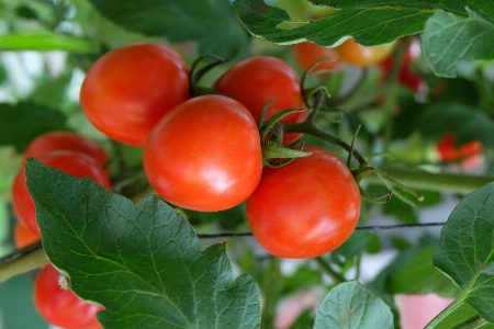 Tomatoes tomato vegetable fruits Photo