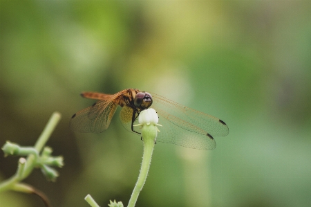 Foto Serangga capung bunga invertebrata