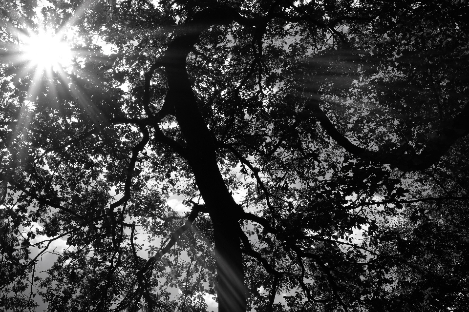 Trees sun rays leaves