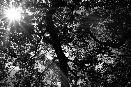 Trees sun rays leaves Photo