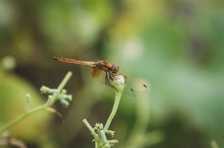 Foto Serangga capung bunga dan damseflies
