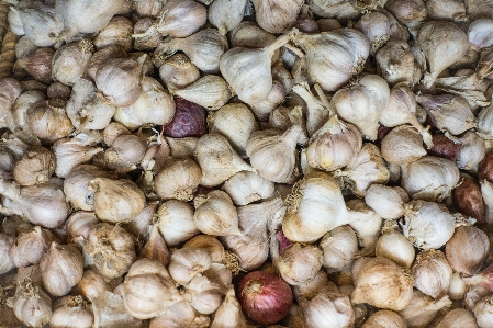 自然食品
 象ニンニク
 ニンニク 野菜 写真