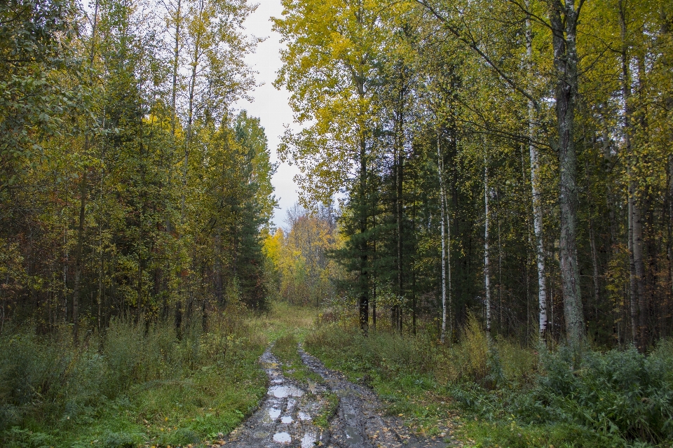 Estrada acompanhar cartilha
 sujeira