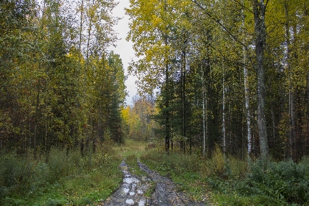 Road track primer dirt Photo