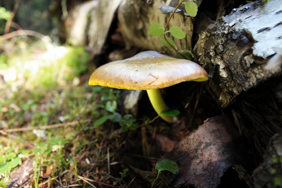 Pilz pilze natur wald