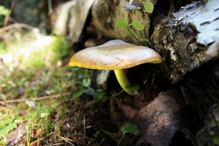 Mushroom mushrooms nature forest Photo