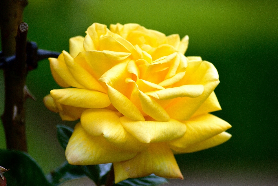 Rose yellow flower plant