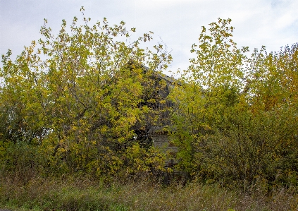 Abandoned ruins house overgrown Photo