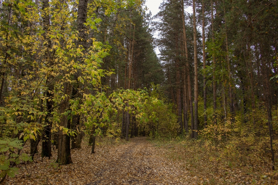 硼
 松树
 森林 路