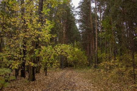 Boron pine trees forest road Photo