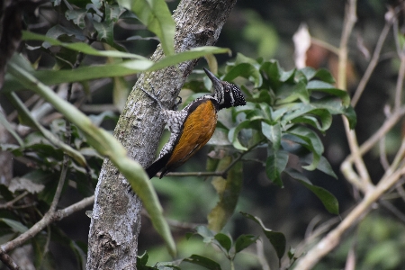 Birds woodcutter beauty leaf Photo