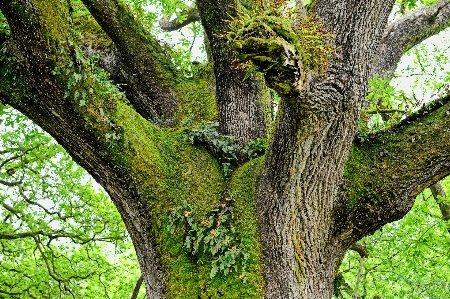 Baum muschelrinden-hickory
 anlage stamm Foto